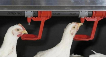 Domácí miska na pití pro kuřata: jak vyrobit a co jsou?